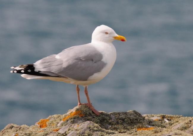 Herring Gull