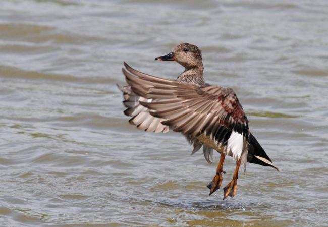 Gadwall