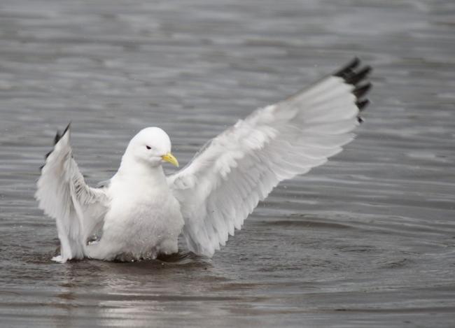 Bathing Kittiwake