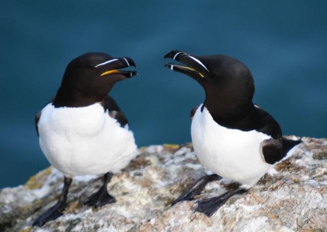 Loved up Razorbills!