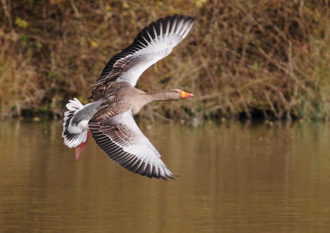 Greylag in flight