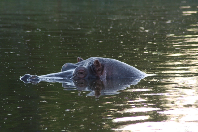 Hippo!