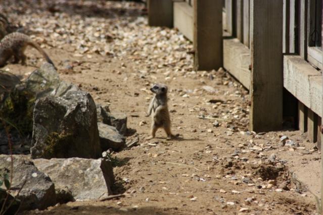 Ickle baby meerkat!