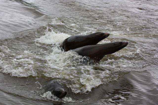 Female sealions