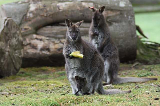 Little Joey getting back into pouch