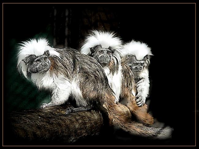 Marmosets