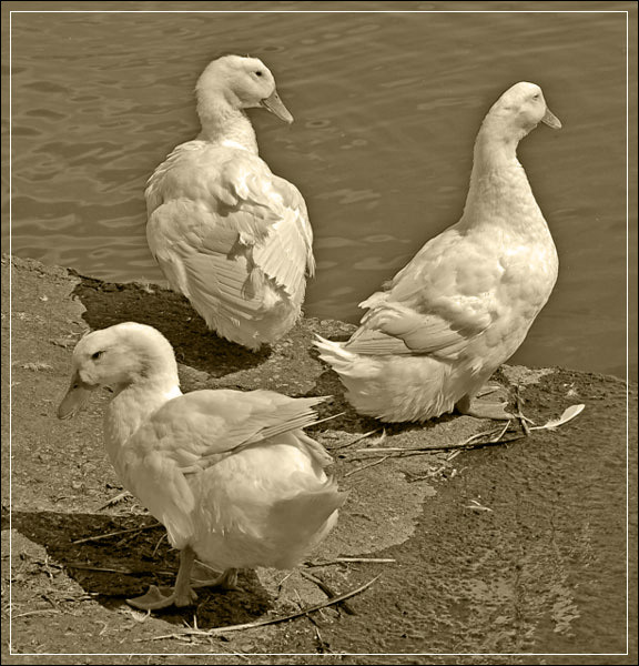 WeThree Sepia