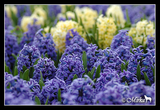 Hyacinths