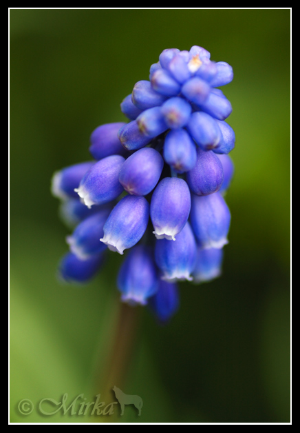 Grape Hyacinth