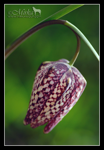 Fritillaria