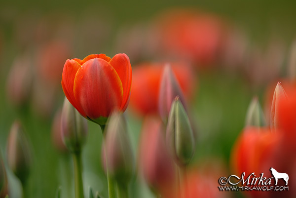 Tulips