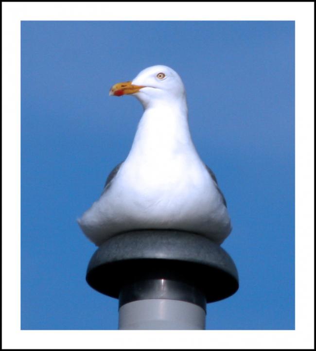 Seagull