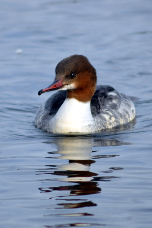 Goosander (female)