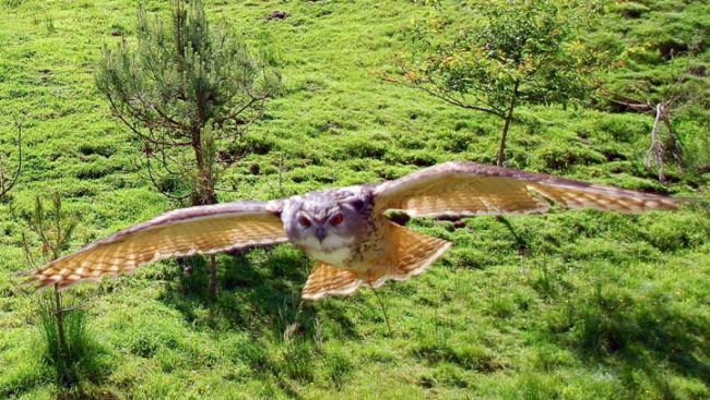 Eagle Owl