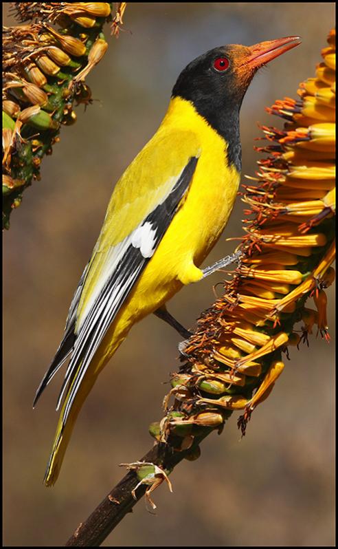 Black-headed Oriole