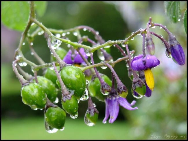 After Summer Rain Showers