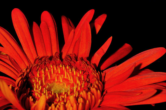 Red/orange flower