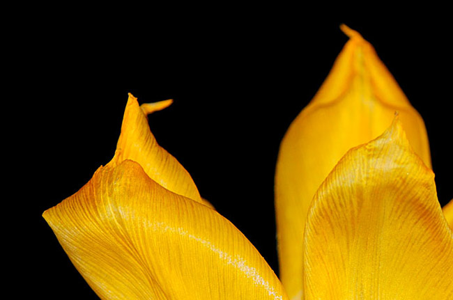 Yellow tulip