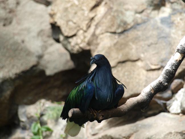 Edinburgh Zoo