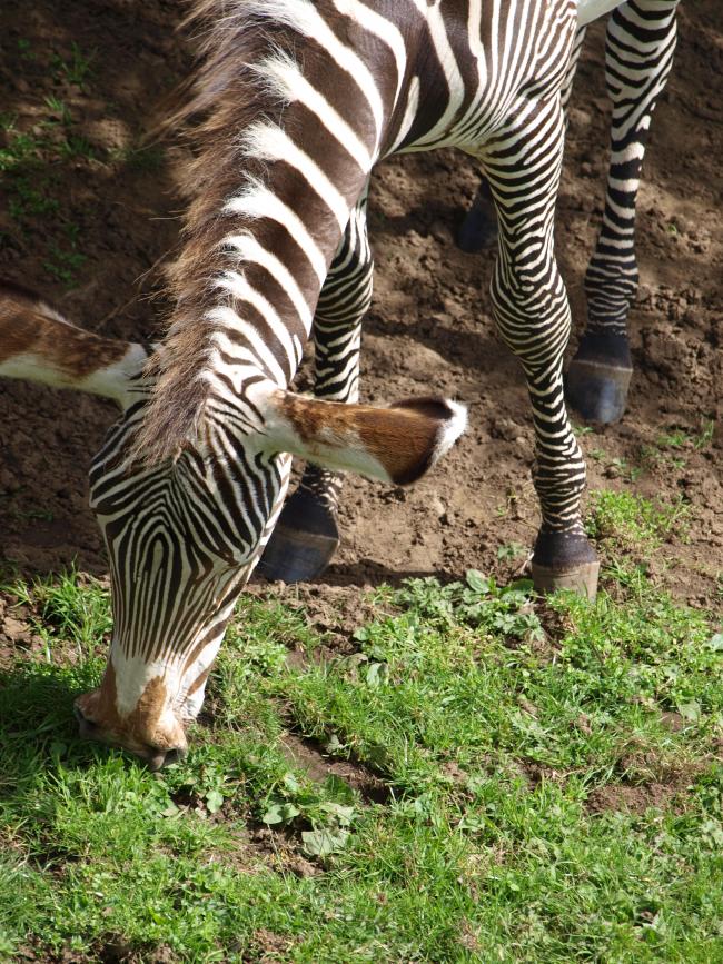 Edinburgh Zoo