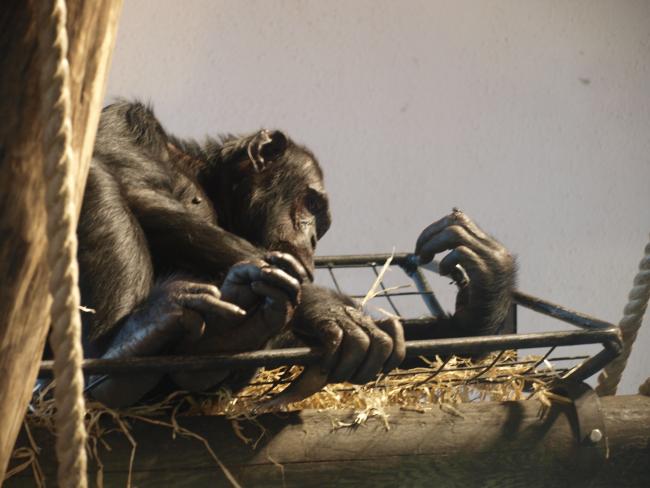 Edinburgh Zoo