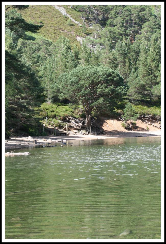 Lochan Uaine, Glenmore Forest