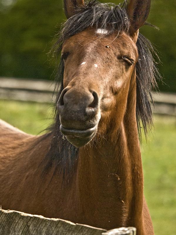 Haughty neighbour