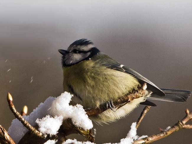 Blue Tit in Snow