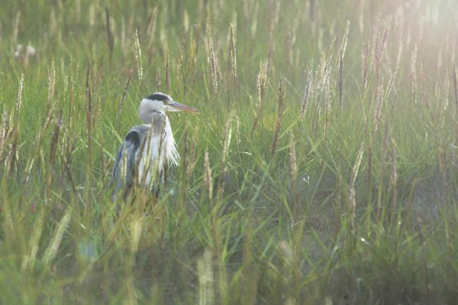 Grey Heron