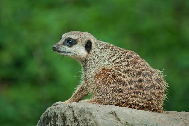 Meerkat