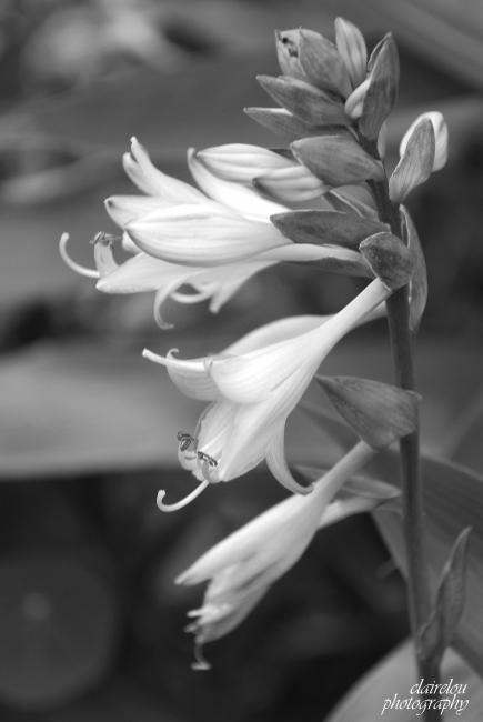 hosta flower