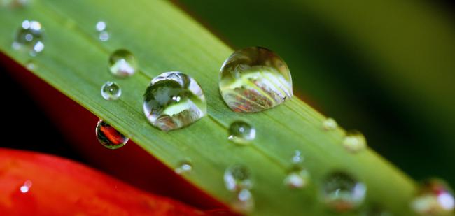 Dewdrops