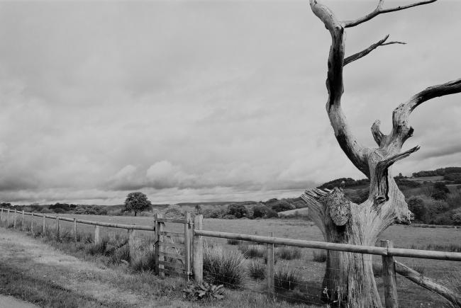 tree with fence