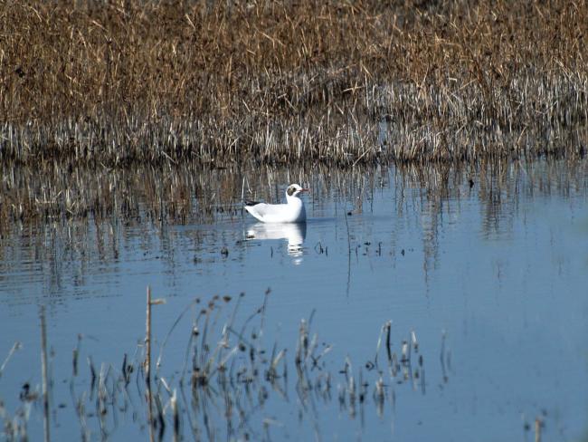 Common tern KM080058