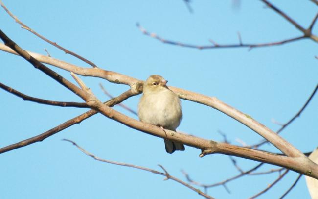 Chaffinch