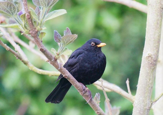 Blackbird