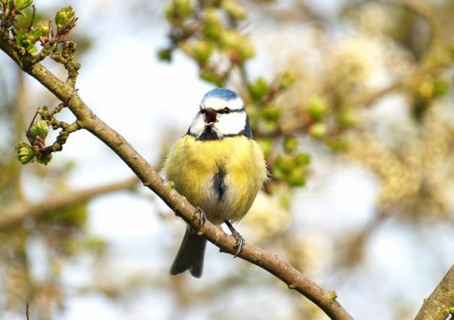 Blue Tit