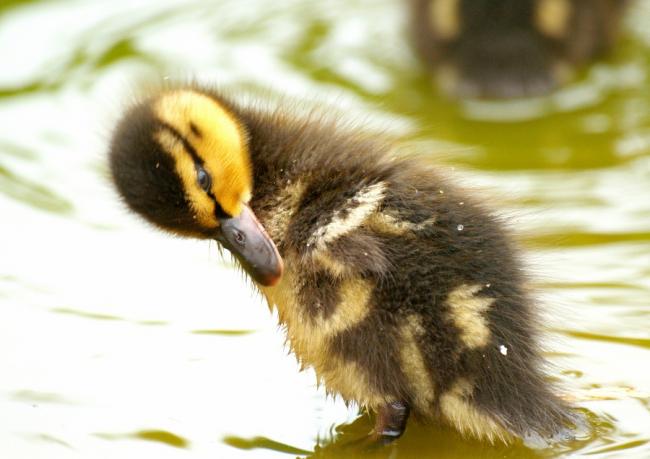 Mallard duckling