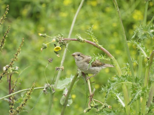 Sparrow