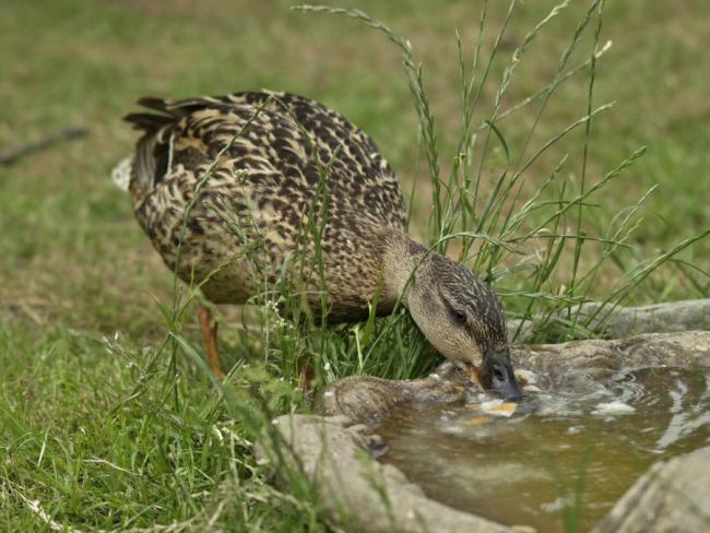 Mrs Mallard having a snack