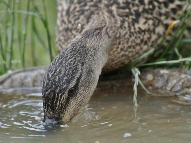 Mrs Mallard having a drink