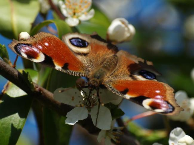 Peacock butterfly