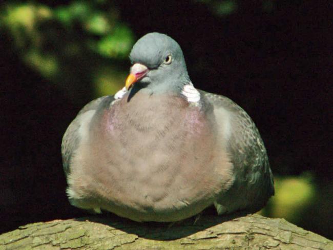 Woodpigeon