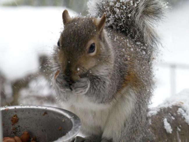 Grey Squirrel