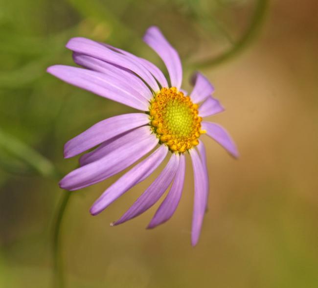 swan river daisy