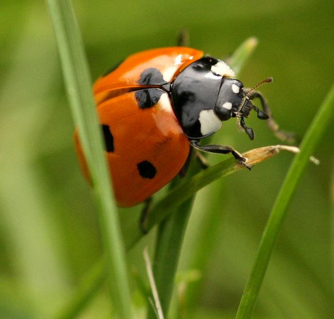 ladybird