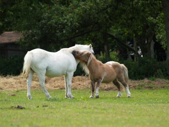 Dolly & Raffles