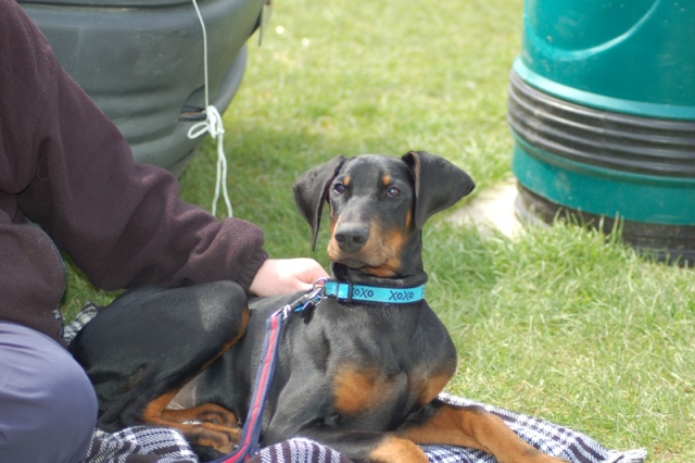 Blitz at a Dog Show