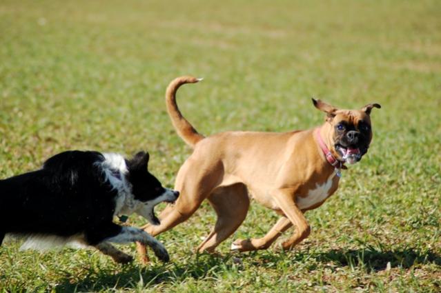 Kaya and Roxy