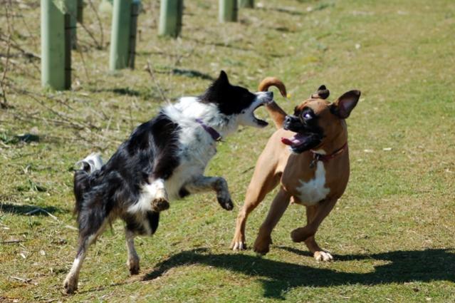 Kaya and Roxy